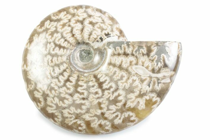Polished Ammonite (Cleoniceras) Fossil - Madagascar #364952